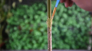 100g Plant Tree Wound Cut Paste With Brush Green Plant Flowers Seedling Wound Healing Cream