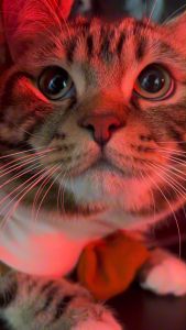 ชุดกระหัง ชุดตานี ชุดผีสัตว์เลี้ยง | CLAWSET.BKK