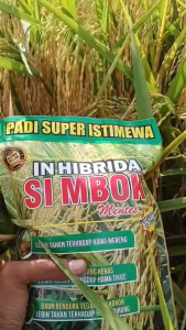 BELI 5KG LEBIH HEMAT!!! Benih padi simbok super mentes unggul varietas padi unggul kemasan 5Kg