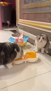 อาหารแมว Premium Catit Divine shreds อร่อยกลมกล่อม 6 รสชาติ แบบซอง 60gx3ห่อ จากแคนาดา โปรตีนสูง สารอาหารครบถ้วน