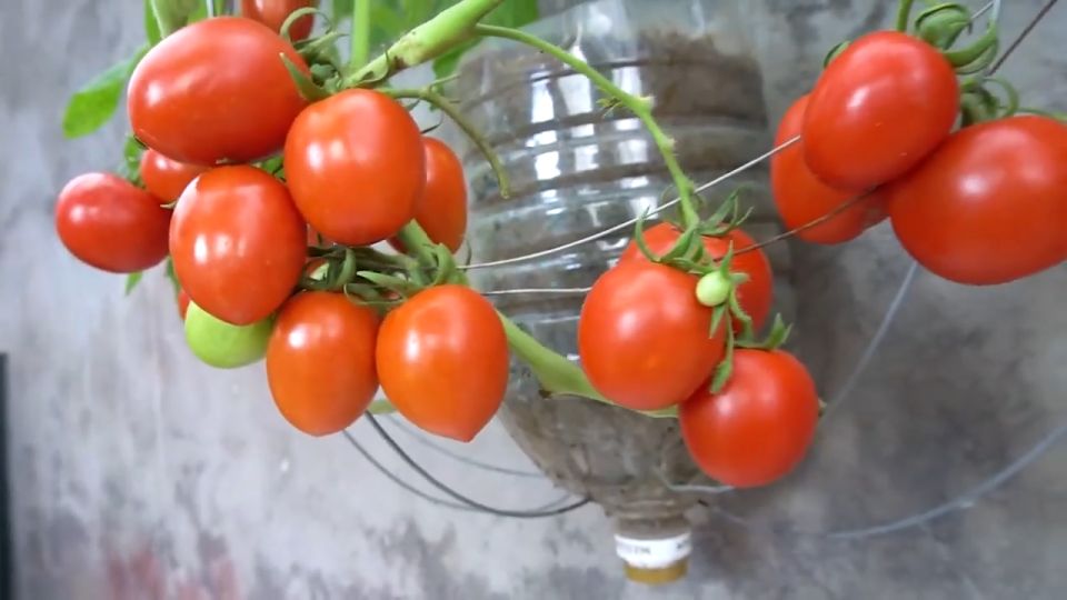 VALUE PACK (30 SEEDS) TOMATO SEEDS - ATHENA F1/FOR PLANTING/EASY TO GROW