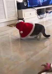 Cat Christmas Costume Santa Cosplay Funny Transformed Cat Dog Pet Xmas Cape Winter Dress Up Clothes Red Scarf Cloak Props Decor