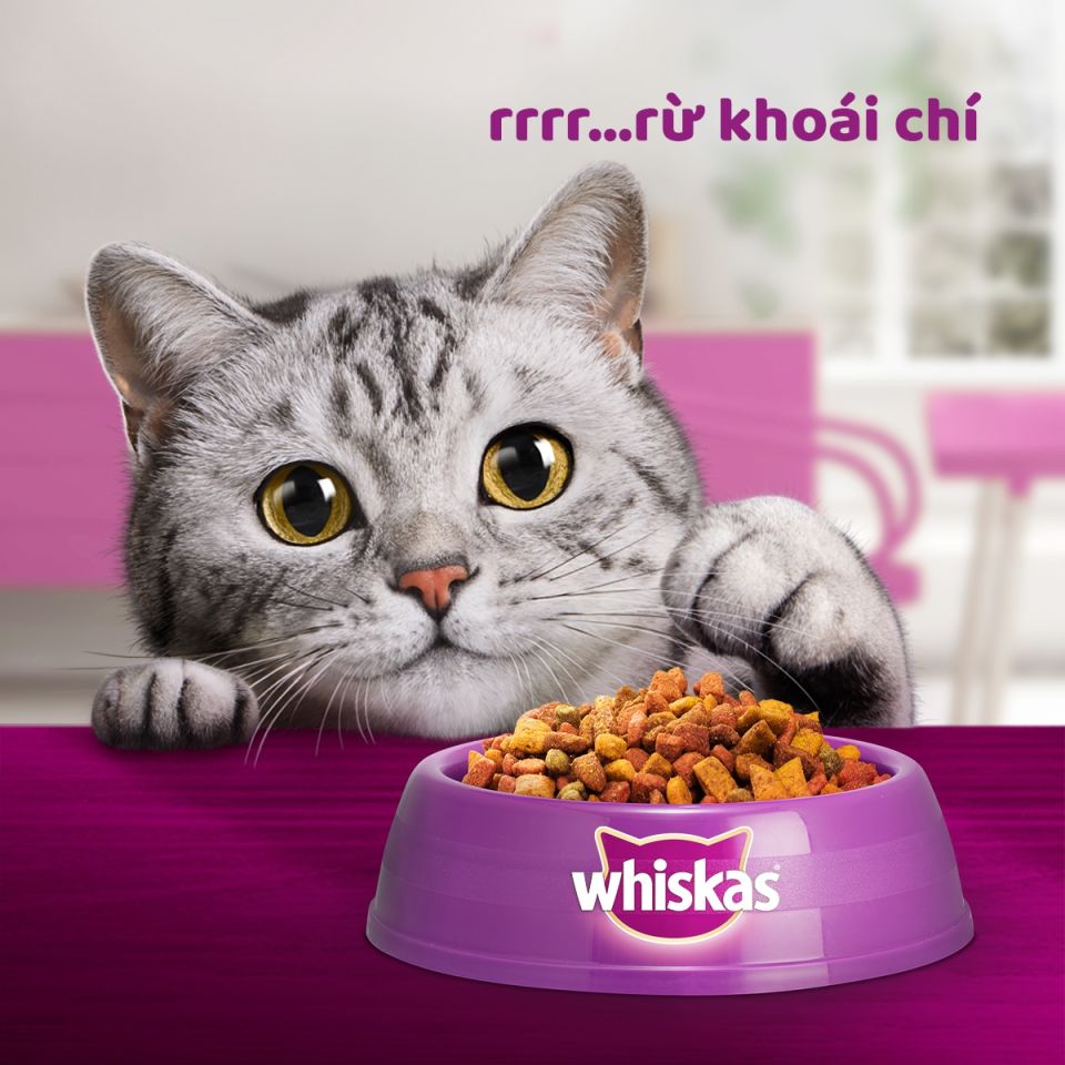 Thức Ăn Hạt Cho Mèo Trưởng Thành WHISKAS vị Cá Biển - 3kg - Dinh Dưỡng Hoàn Thiện & Cân Bằng Cho Mèo Từ 1 Tuổi trở Lên Vitamin E Và Taurine Cho Mắt Khỏe Của Mèo - Lazada