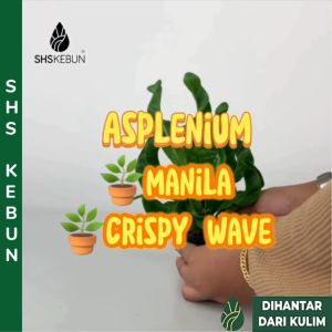 Asplenium nidus Manila Fern Asplenium Nidus Crispy Wave Fern Japanese Asplenium Nidus Pleated Birds Nest Fern Indoor Plant Live Plant SHS Kebun