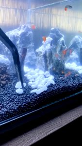 ฟอเซป สแตนเลส Forceps ฟอเซปยาว ฟอเซปไม้น้ำ สำหรับจัดตู้ปลาไม้น้ำ