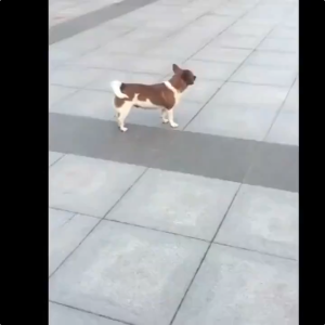 [No dogs within 3500 feet] 45000Hz dog repeller ultrasonic 3 in 1 Dogs driven away/Train the dog/Lighting repeller for pet dog chaser 驱狗器