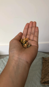 Pumpkin Cilantro Bites | No Furries Delights | Small Animal & Bird Treats