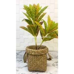 Dekorasi Ruangan Rumah dengan Pohon Daun Puring Worten X2 T50 Semi Latex