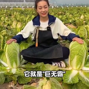 CHINESE CABBAGE / PECHAY BAGUIO SEEDS (200 seeds)