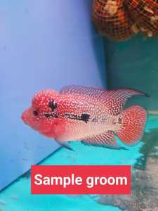 Flowerhorn baby kamfa malau fries red base gene (1pcs)
