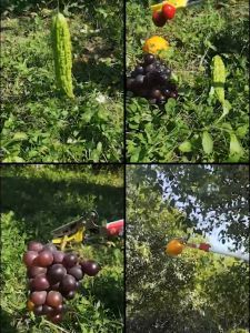 Fruit Picker 3 Meters Extendable High-altitude Fruit Scissors Garden Telescopic Fruit Tree Pruning Shears Saw