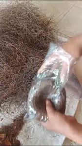 SARANG BURUNG CEMARA 1 PCS 3.500 // SARANG BURUNG DAUN CEMARA ALAMI // SARANG BURUNG