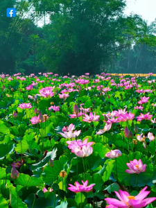 Hạt giống hoa sen lớn ( sen ta ) mix màu CT52 - Gói 15 hạt