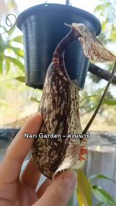 ต้นหม้อข้าวหม้อแกงลิง พันธุ์ N.Rafflesiana Black ปีกกว้าง หม้อเรียวกลม (กระถาง 3-8 นิ้ว) ต้นถุงเงินถุงทอง ไม้กินแมลง ไม้ประดับ ไม้ตกแต่งสวน