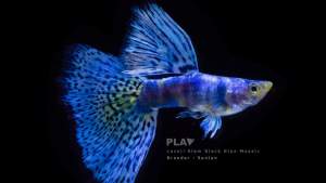 Siam tiger lazuli blue grass ( PM BEFORE ORDER)