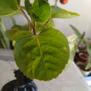 Polyscias scutellaria (commonly known as shield aralia or plum aralia) live plant in polybag