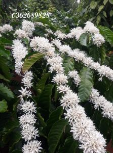 1 lít mật ong-Mật ong Ban Mê- Mật ong hoa cà phê nguyên chất- Mật ong tây nguyên- 1 lít mật ong- Mật ong sỉ lẻ- Mật ong đóng chai