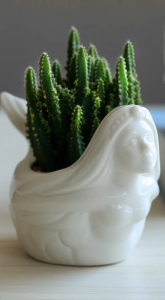 Chậu Trồng Sen Đá Xương Rồng Nàng Tiên Cá Trang Trí Decor Văn Phòng Cực Xinh