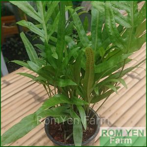 เฟิร์นฮาวาย ต้นเฟิร์นฮาวาย ในกระถาง 5.5นิ้ว ต้นเฟิร์นฮาวาย