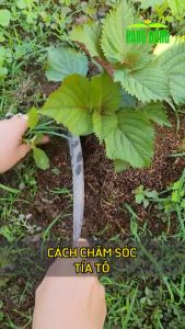 Hạt giống Tía Tô RADO 78 Túi 25g(~1400 hạt) Nảy mầm tốt Dễ chăm sóc | Hạt giống Rạng Đông