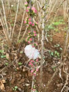 Cây đào sakura giống nhiều cành mâm (ảnh thật số 1)