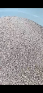 ถูกและดี! ทรายแมว 2kg เพียง 29 บาท ดูดซับไว กำจัดกลิ่นเยี่ยม