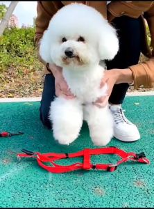 Tali Tuntun Anjing /  Leash Harness Anjing Panjang 12 cm x 12 Meter / 120 cm Rantai Rante Hewan Anjing Kucing Ukuran Besar Bahan Nylon
