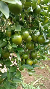 1 Kg Jeruk Peras segar Langsung Petik Kebun