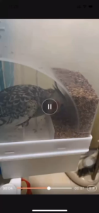 🕊 Máng Hộp Thức Ăn Chống Bới Chống Tràn Cho Chim Yến Phụng – Vẹt – Bồ Câu 🕊