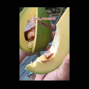 Bibit Alpukat Taiwan Green Skin Alpukat Zhuang Poo Super