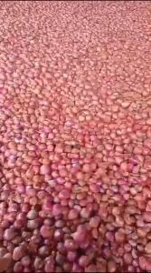 bawang merah BIASA ukuran campur asli garut 1kg lokal UMKM