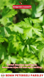 Benih PETERSELI PARSLEY 100 BIJI bibit tanaman sayur sayuran hidroponik