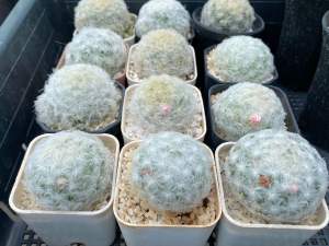 แมมขนนก Mammillaria Plumosa   ดอกชมพู/ครีม ขาว  กระถาง 2-3นิ้ว ขาดหน้าไม้ 3-5 CM  ขนแน่น สวยปัง อ้วนกลมน่ารักมากๆ ส่งทั้งกระถาง