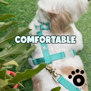 Ollie Walkies: Aero Paw - Amethyst (Harness)