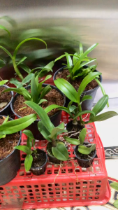 COMBO 10 CÂY "HOA LAN DENDRO CÂY CON ĐỦ MÀU THANH LÝ - MAI HUY - MSP 1850 - CÂY TO KHỎE - DỄ CHĂM SÓC