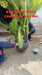 Bàn Xoay Bonsai Size 40 cm Chịu Tải 200kg Có Khóa Vặn Chống Xoay Giá Tốt Nhất