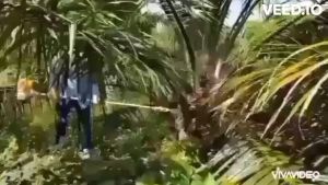 เครื่องตัดปาล์มน้ำมัน หัวเกียร์ทะลายปาล์ม เปลี่ยนหัวได้ 3แบบ เสียมแทงปาล์ม เคียวปาล์ม ใบเลื่อย สะดวกใช้งานง่าย มีอนุสิทธิบัตร