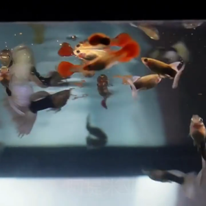 อาร์ทีเมียร์อาหารปลา ลูกปลา ปลากัด โปรตีนสูง ช่วยพัฒนาการด้านร่างกายปลา ปลาชอบกิน