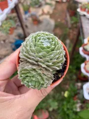 Echeveria 'Claudia' Rose Succulent 克罗地亚玫瑰多肉植物 | Lazada