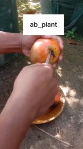 Bibit Mangga Irwin Hasil Okulasi Tinggi 1 Meter