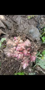 Củ khoai sâm đất làm giống 1 củ(1 củ từ 6 đến 8 nhánh )