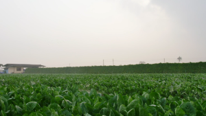 ปั้มซัมเมอร์ส บาดาล บ่อ 4นิ้ว กำลัง 1 - 2แรงม้า ขนาด 1.1/2" - 2นิ้ว พร้อมสาย 50เมตร DAYUAN รุ่น QJD-CCS (รับประกัน 1ปี)