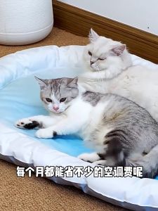 POPOCOLA Tikar Sejuk Haiwan Peliharaan - Penyejuk Fizikal Saiz S/M/L Tahan Cakar Gel Polimer Tinggi Reka Bentuk Elips