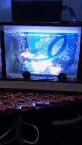 LAMPU CELUP AQUARIUM AQUASCAPE ROSSTON T4 RS-40LED UKURAN 40CM WARNA PUTIHBIRU (BISA COD)