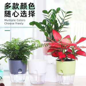 Transparent Plastic Lazy Gardening Pot Automatic Water Absorption Bonsai Succulent Early Morning Plant Holder Simple Nordic Style