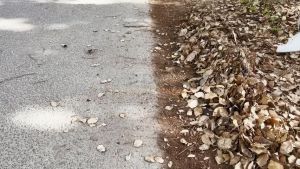 Sapu Garuk Besi 9/15 Gigi Penggaruk Daun Teleskopik Scalable Garden Rake Dapat Diperpanjang Daun Rake Dengan Fleksibel Batang Gigi