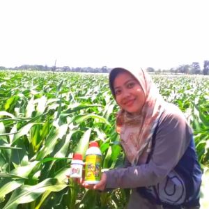 Pupuk Organik Cair & Pupuk Padi: Panduan Lengkap