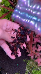 [Aquatic Plant] Bucephalandra Sp Phoenix Submerged Rare Plants Buce Bucep Aquarium Aquascaping 凤凰辣椒榕