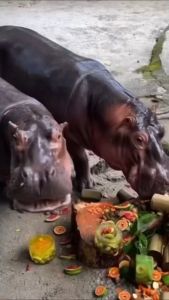 Zoo Negara - Adopt our Duke Jr