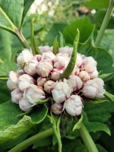 นางแย้ม ไม้พุ่มดอกหอม กลิ่นเหมือนดอกมะลิ ออกดอกเป็นพุ่ม ประกอบด้วยดอกเล็กๆจำนวนมากึ